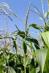 brushes of corn