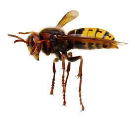 hornet isolated on white