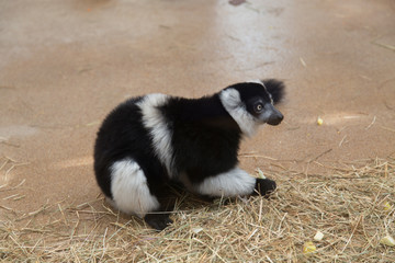 lemur