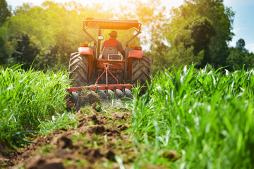 Farmers plow in the rainy season. And prepare corn.