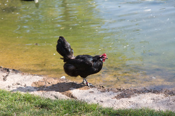hen