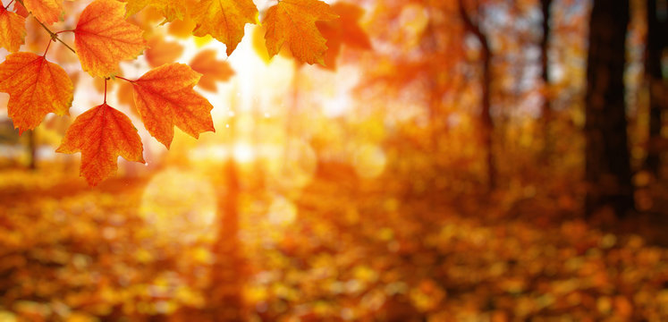  Autumn leaves and blurred trees .