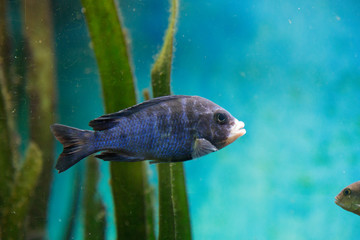 Fish in aquarium