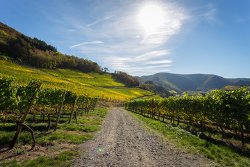 Buntes Weinlaub in der Herbstsonne an den Weinhängen auf dem Rotweinwanderweg im Ahrtal
