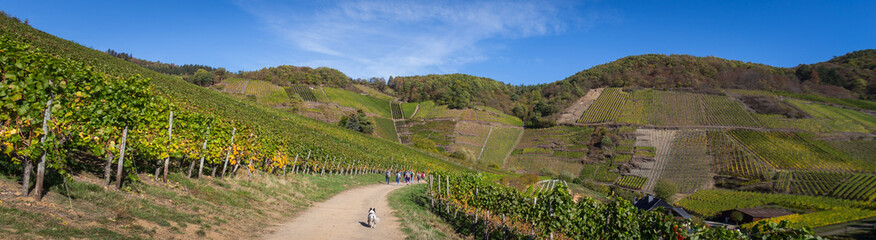 Panorama der Weinberge im Ahrtal auf dem Rotweinwanderweg