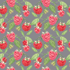 Hand drawn watercolor painting raspberry on white background. Botanical illustration. Seamless pattern