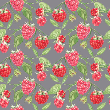 Hand drawn watercolor painting raspberry on white background. Botanical illustration. Seamless pattern