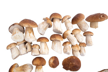 mushrooms, cmushrooms, ceps, autumneps, autumn