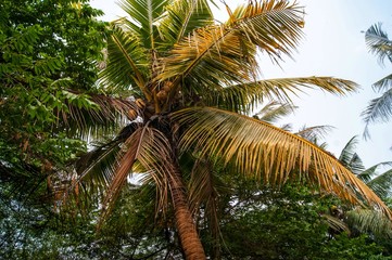 Fototapeta premium Coconut palm trees on tropical beach vintage nostalgic film color filtered