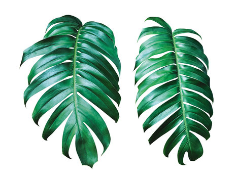 Fototapeta Philodendron foliage isolated on white background with clipping path