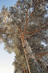 winter frosty pine branches on a sky background