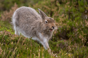 Mountain Hare Stretching with Open Mouth, October (Lepus timidus)