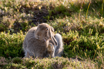 Naklejka na ściany i meble Mountain Hare in Summer Coat Grooming (Lepus Timidus)