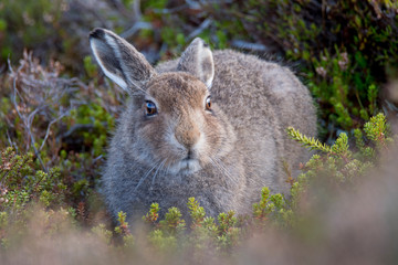 Mountain Hare Leveret Sitting in Form (Lepus Timidus)