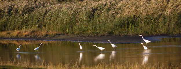 Seven Greaterets in the Wetlands of Westland.