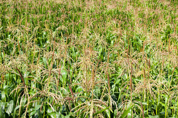 brushes of young corn