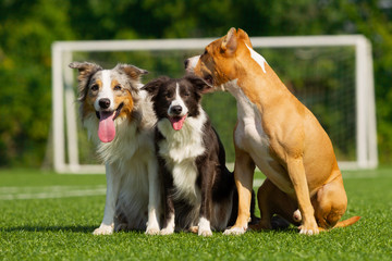 Dogs are sitting on the green grass on the background of a football goal