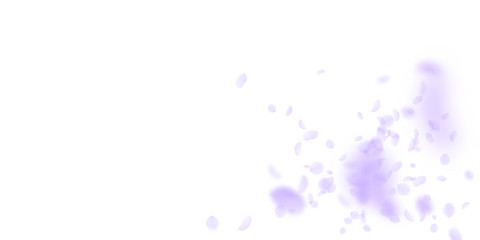 Violet flower petals falling down. Sublime romantic flowers explosion. Flying petal on white wide ba