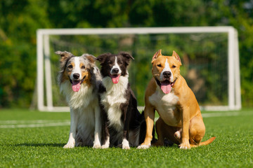 Dogs are sitting on the green grass on the background of a football goal