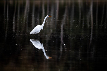 Egret Reflection