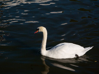 Prague city - swan