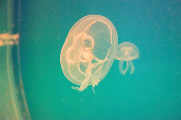 Beautiful and dangerous jellyfish floating in an aquarium with backlit water
