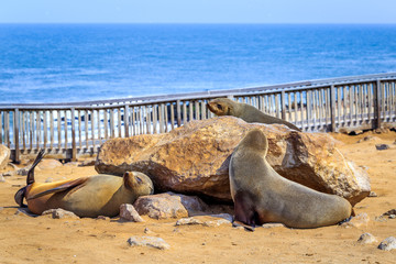groupe Otaries de Namibie à Cape Cross 