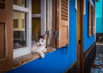 Three color cat lying in the windows of blue house in the streets of african village of Palmeira, island of Sal, Cabo Verde