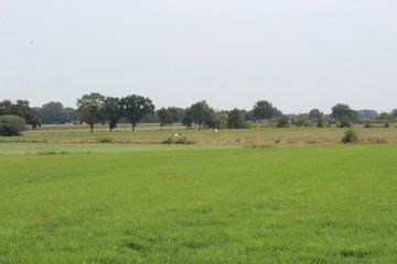Fototapeta na wymiar a pasture in East Frisia, Germany