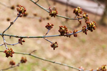 tree with red stamens