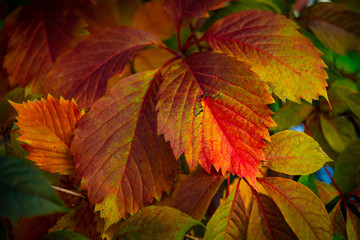 Nice color grape leaves autumn colors bright 