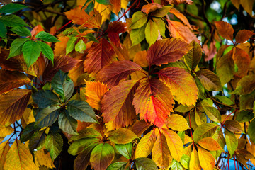 Nice color grape leaves autumn colors bright 