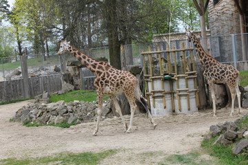 giraffe in zoo