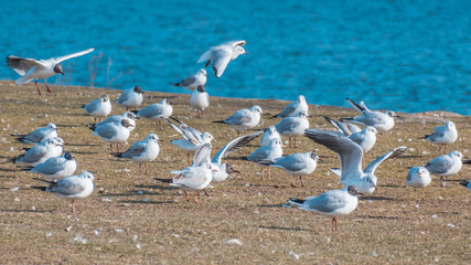 A flock of gulls