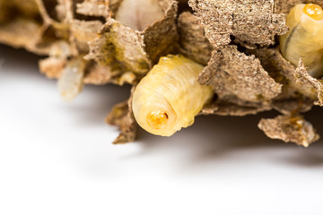 Close up of asian hornets nest inside honeycombed with larva larvae alive and dead macro studio on white background