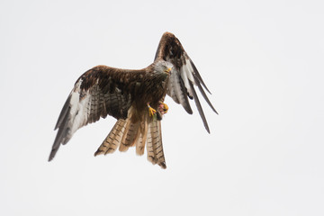Red Kite (Milvus milvus) at Gigrin Farm, Wales, UK