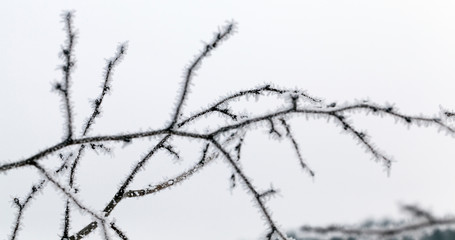 deciduous forest