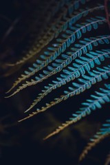 beautiful fern leaf