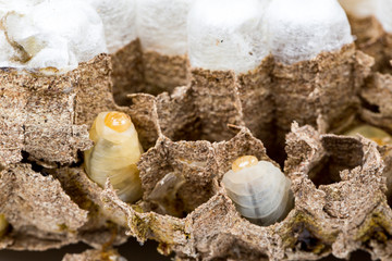Fototapeta na wymiar Close up of asian hornets nest inside honeycombed with larva larvae alive and dead macro studio