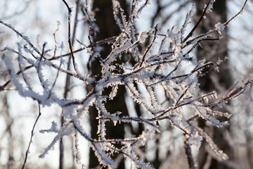 Snow tree
