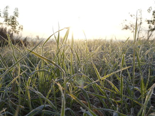 Obraz na płótnie Canvas Winter background of frosty green grass in sun rays. Nature background.