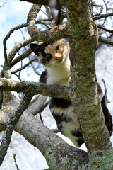 Gata en árbol