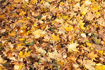 Yellow foliage, autumn