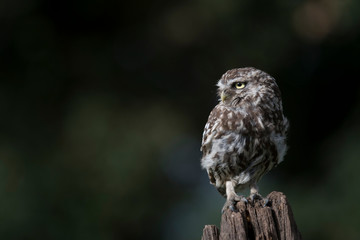 little owl (Athene noctua), sits on a tree stump