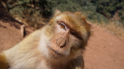 A close up of a monkey looking at a tourist
