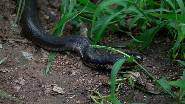 Black King Cobra Snake Crawling on the Ground