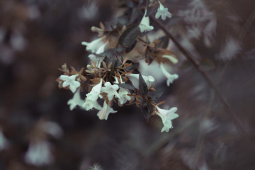 Flower fall nature