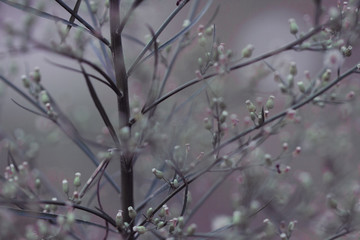 Flower fall nature