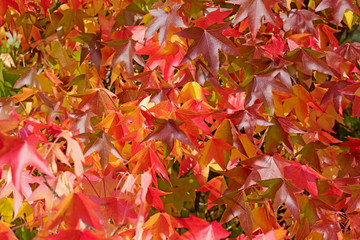 Amerikanischer Amberbaum, Liquidambar styraciflua, in voller Herbstfärbung