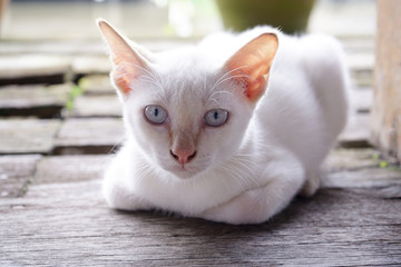 Portrait of white cat, eyes stared straight ahead and leisure on wooden floor background.